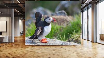 Atlantic Puffin flapping its wings on a rock Wall mural