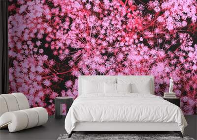 illustration material of blooming dill or other umbellate in pink and purple as if in ultraviolet, pink plant wallpaper Wall mural