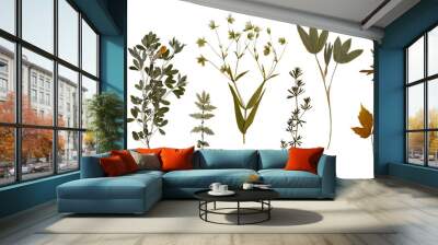 Dry pressed wild flowers and plants isolated on transparent background. Botanical collection Wall mural