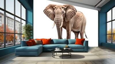 Elephant isolated on a transparent background. Animal front view portrait. Wall mural