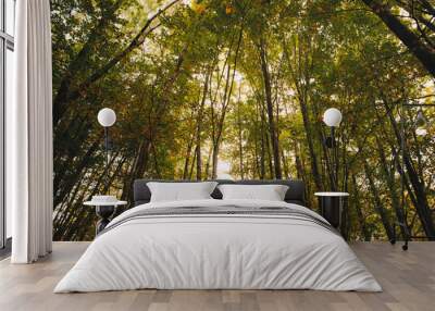 Autumn Trees and Leaves Wall mural