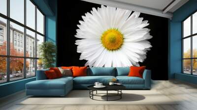 isolated white daisy on black Wall mural