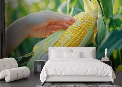 person is holding a yellow corn cob in their hand. The corn is surrounded by green leaves and is growing in a field Wall mural