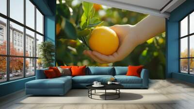 person is holding four oranges in their hand. The oranges are ripe and ready to be eaten Wall mural