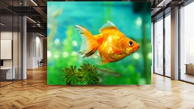 goldfish swimming in the aquarium with clear water, looks very beautiful
 Wall mural