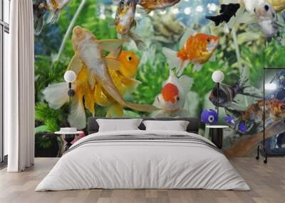 The swimming goldfish looks very beautiful accompanied by several types of fish which are also beautiful in very clear water Wall mural