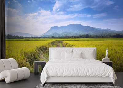 background landscape rice yellow gold. During the harvest season. Asian thailand Wall mural