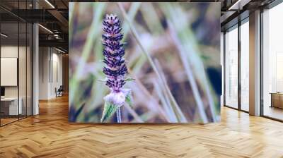 Natural background. Platostoma cochinchinense on the grass in the forest. In thailand Wall mural