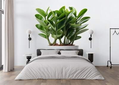 white background with zamioculcas potted plant Wall mural