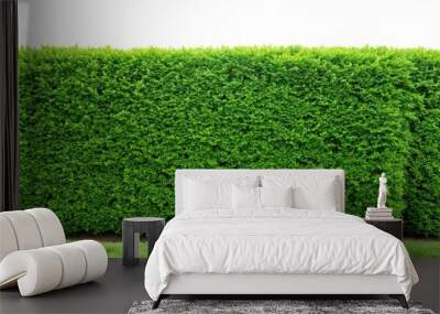 Green fresh ornamental wild hedge isolated on white background viewed from above, fresh,green, isolated, bird's eye view, wild hedge Wall mural