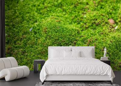 Close up green moss texture background Wall mural