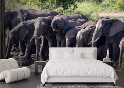 Elephants Wall mural