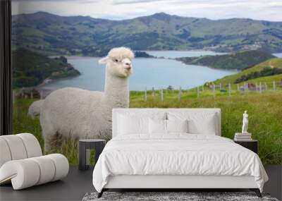 furry white alpaca grazing in a bucolic green meadow with the sea and mountains in the background Wall mural