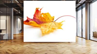 Beautiful, bright colorful natural  autumn dry curved  maple leaf in orange, red, burgundy tones on white background with light shadow, side view. Wall mural