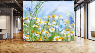 Beautiful field meadow flowers chamomile and butterfly against blue sky with clouds, nature spring summer landscape, close-up macro. Wall mural