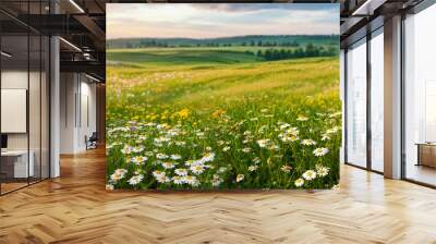 Beautiful spring and summer natural panoramic pastoral landscape with blooming field of daisies in the grass in the hilly countryside. Wall mural