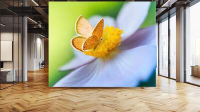 Beautiful white flower anemones in fresh spring morning on nature and orange butterfly on green background, macro with soft focus. Elegant amazing artistic image. Wall mural