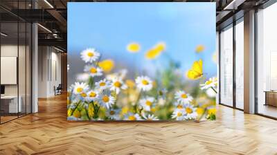 Beautiful wild flowers daisies and butterfly in morning in sunlight in spring, close-up macro. Delightful airy summer natural banner. Wall mural