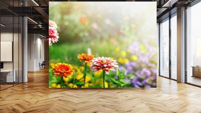 Colorful beautiful flowers Zínnia spring summer in Sunny garden in sunlight on nature outdoors. Wall mural