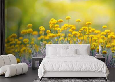 Cute fluffy little yellow wildflowers in nature on a meadow on sunny spring or summer day. Soft selective focus. Wall mural