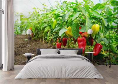 Growing sweet peppers in a greenhouse, photo with perspective. Fresh juicy red green and yellow peppers on the branches close-up. Agriculture - large crop of pepper. Wall mural