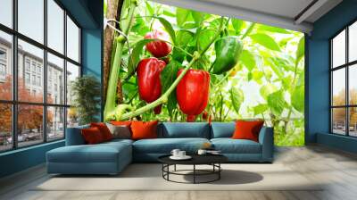 growing sweet peppers in a greenhouse close-up in sunlight. fresh juicy red green peppers on branche Wall mural