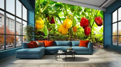 Growing sweet peppers in a greenhouse close-up. Fresh juicy red and yellow peppers on the branches close-up. Agriculture - large crop of round pepper. Wall mural