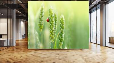 Juicy fresh ears of young green wheat and ladybug on nature in spring summer field close-up of macro with free space for text. Wall mural