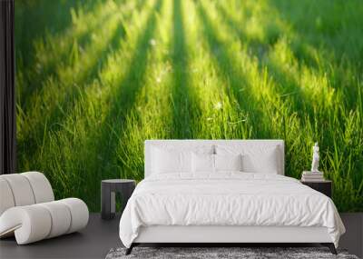 Juicy young grass in the rays of sunlight in the early morning in the summer of spring. Beautiful grass with a shadow from a fence. Wall mural