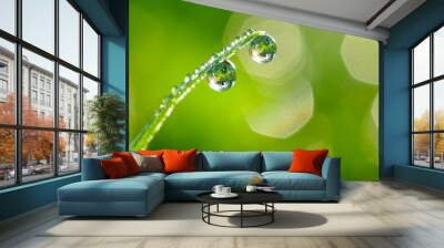 Large water drops of dew with reflecting sun on stem of green grass on light green background with bokeh. Artistic image of beauty and purity of environment. Wall mural