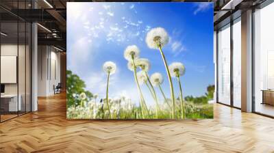 Lot of dandelions close-up on nature in spring against backdrop of summer house and blue sky. The wind blows away seeds of dandelions, template for summer vacations on nature. Wall mural