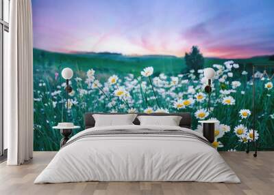 Many flowers meadow daisies in field in nature in evening at sunset. Natural landscape with beautiful sunset sky in blue pink and purple tones with soft selective focus. Wall mural