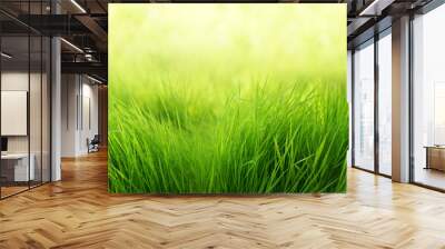 natural green background of young juicy grass in sunlight with beautiful bokeh. lush grass close-up  Wall mural