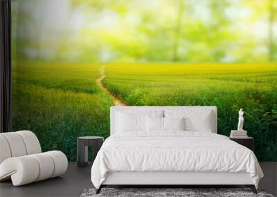 Scenic winding path through a field of green grass in the morning. Beautiful natural image. Wall mural