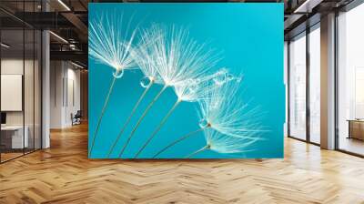 Seeds of dandelion flowers with water drops on a blue and turquoise background macro. Wall mural