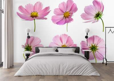 Set of six pink Cosmos bipinnatus flowers with different perspective isolated on white background. Ornamental garden plant Cosmos bipinnatus close-up macro. Wall mural