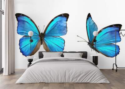 Set two beautiful blue tropical butterflies with wings spread and in flight isolated on white background, close-up macro. Wall mural