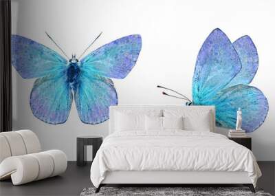 Set - two beautiful blue with purple butterflies isolated on white background. Butterfly with spread wings and in flight. Wall mural