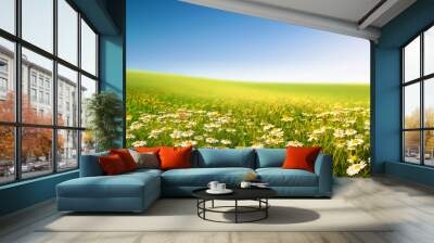 Summer landscape with meadow flowers daisies against the blue sky. Natural spring panorama. Wall mural