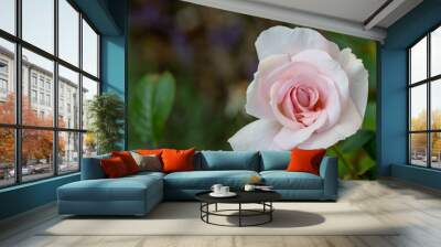 pink rose Wall mural