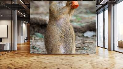 Prairie Dog Munching a Carrot Wall mural