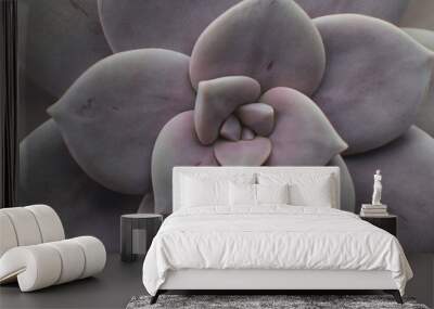 purple succulent  Wall mural