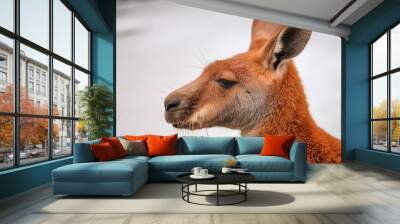 red kangaroo on white background generative ai Wall mural