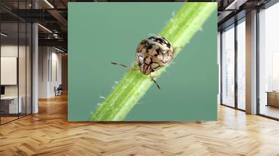 The beautiful metallic Brown Beetle isolated in green background. Wall mural