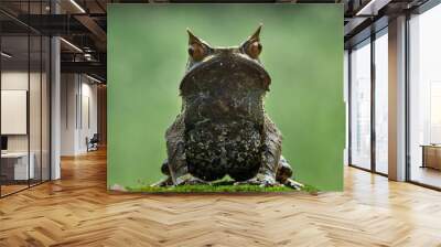 The Long-nosed Horned Frog is a species of frog native to the rainforest in Borneo, Indonesia. Wall mural