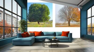 alone tree in four season Wall mural