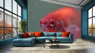 Colorful fishes in the aquarium Wall mural