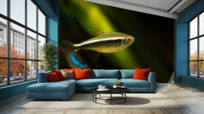 fish in aquarium Wall mural