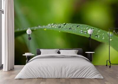 rain drops on a blade of grass Wall mural