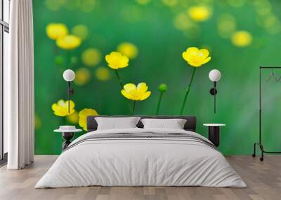 yellow buttercup flowers in spring meadow pasture under cloudy day Wall mural